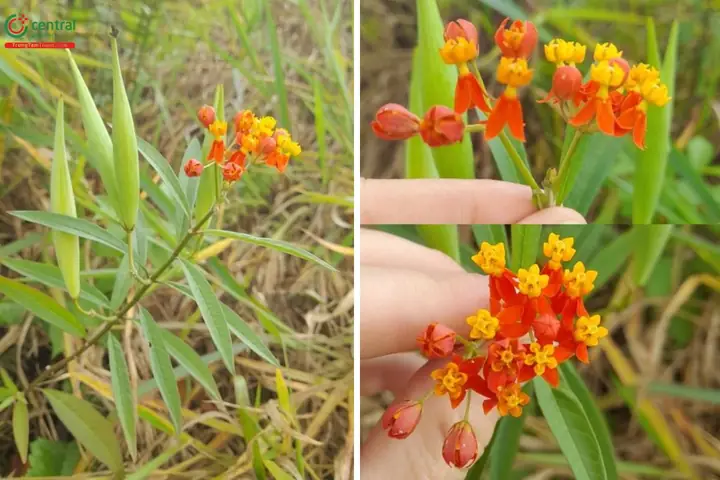 Cây Hoa Bông Tai Là Gì? Đặc Điểm, Cách Trồng Và Công Dụng Chữa Bệnh Cây Hoa Bông Tai Là Gì? Đặc Điểm, Cách Trồng Và Công Dụng Chữa Bệnh