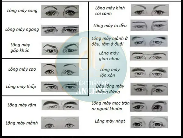 Chân Mày Tướng Nữ Có Ý Nghĩa Gì Chân Mày Tướng Nữ Có Ý Nghĩa Gì