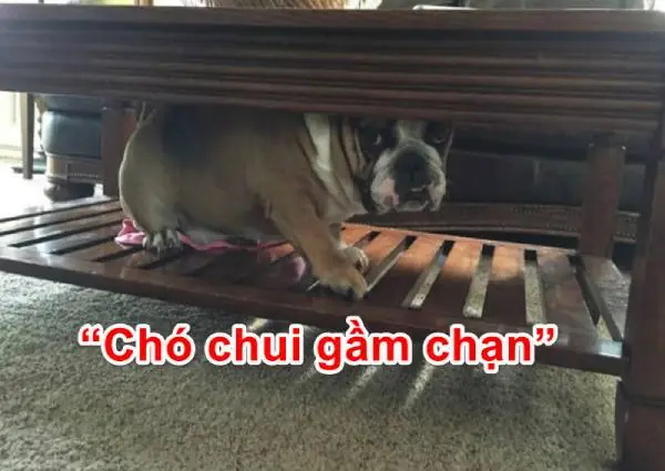 Chó Chui Gầm Giường La Điềm Gì Chó Chui Gầm Giường La Điềm Gì