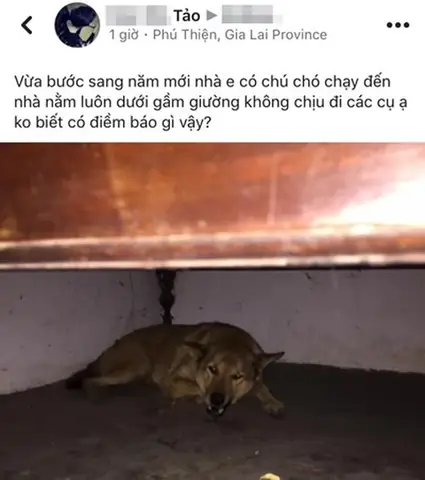 Chó Chui Gầm Giường La Điềm Gì Chó Chui Gầm Giường La Điềm Gì
