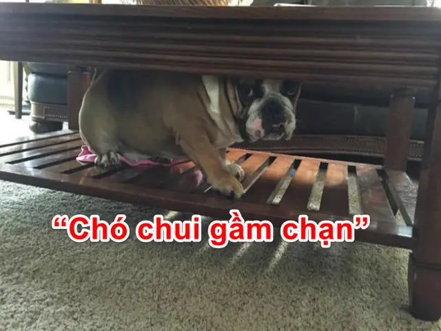 Chó Chui Gầm Giường La Điềm Gì Chó Chui Gầm Giường La Điềm Gì