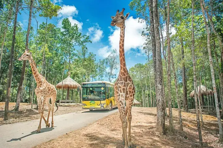 Có Nên Đi Safari Phú Quốc? Hướng Dẫn Chi Tiết Cho Du Khách Lần Đầu Có Nên Đi Safari Phú Quốc? Hướng Dẫn Chi Tiết Cho Du Khách Lần Đầu