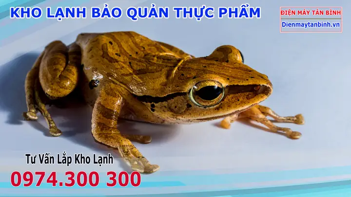 Cóc Nhái Vào Nhà Là Điềm Gì