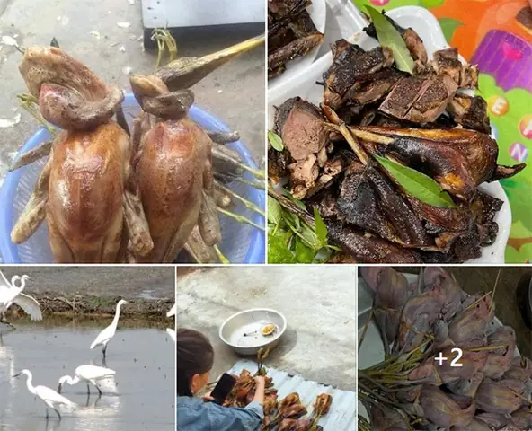 Giá Chim Vạc Bao Nhiêu Một Con? Cập Nhật Giá Bán Chim Vạc Tự Nhiên Mới Nhất Giá Chim Vạc Bao Nhiêu Một Con? Cập Nhật Giá Bán Chim Vạc Tự Nhiên Mới Nhất