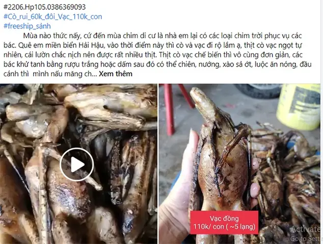 Giá Chim Vạc Bao Nhiêu Một Con? Cập Nhật Giá Bán Chim Vạc Tự Nhiên Mới Nhất Giá Chim Vạc Bao Nhiêu Một Con? Cập Nhật Giá Bán Chim Vạc Tự Nhiên Mới Nhất