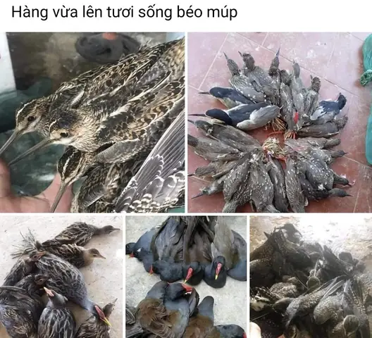 Giá Chim Vạc Bao Nhiêu Một Con? Cập Nhật Giá Bán Chim Vạc Tự Nhiên Mới Nhất Giá Chim Vạc Bao Nhiêu Một Con? Cập Nhật Giá Bán Chim Vạc Tự Nhiên Mới Nhất