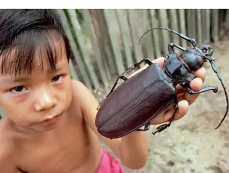 Con Xén Tóc Bay Vào Nhà La Điềm Gì Con Xén Tóc Bay Vào Nhà La Điềm Gì