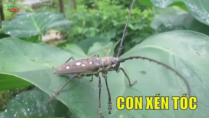 Con Xén Tóc Bay Vào Nhà La Điềm Gì Con Xén Tóc Bay Vào Nhà La Điềm Gì