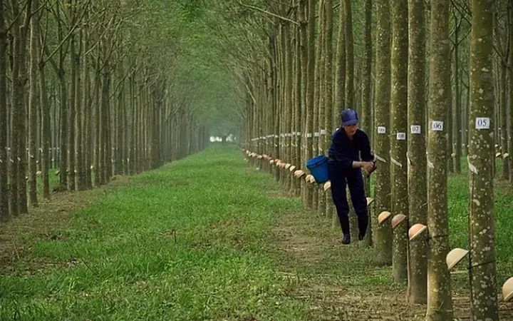 Công Ty Cổ Phần Cao Su Đồng Phú (dpr): Thông Tin Doanh Nghiệp Và Cập Nhật Cổ Phiếu Mới Nhất Công Ty Cổ Phần Cao Su Đồng Phú (dpr): Thông Tin Doanh Nghiệp Và Cập Nhật Cổ Phiếu Mới Nhất