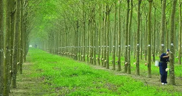 Công Ty Cổ Phần Cao Su Đồng Phú (dpr): Thông Tin Doanh Nghiệp Và Cập Nhật Cổ Phiếu Mới Nhất Công Ty Cổ Phần Cao Su Đồng Phú (dpr): Thông Tin Doanh Nghiệp Và Cập Nhật Cổ Phiếu Mới Nhất
