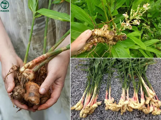 Củ Riềng Là Gì? Đặc Điểm, Tác Dụng Dược Lý Và Cách Sử Dụng Hiệu Quả Củ Riềng Là Gì? Đặc Điểm, Tác Dụng Dược Lý Và Cách Sử Dụng Hiệu Quả