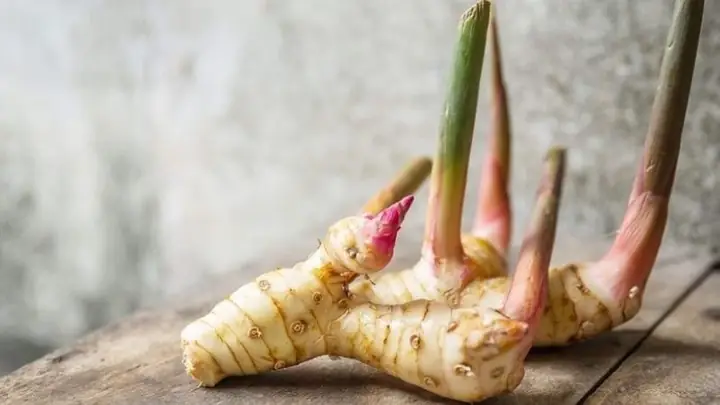 Củ Riềng Là Gì? Đặc Điểm, Tác Dụng Dược Lý Và Cách Sử Dụng Hiệu Quả Củ Riềng Là Gì? Đặc Điểm, Tác Dụng Dược Lý Và Cách Sử Dụng Hiệu Quả