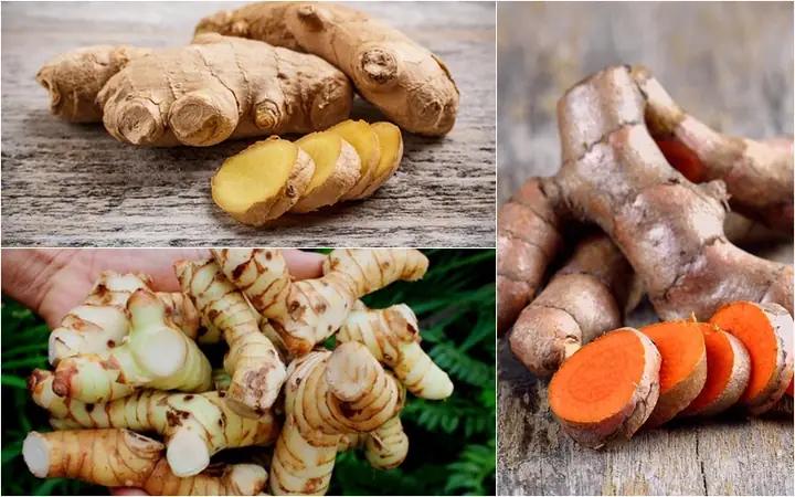 Củ Riềng Là Gì? Đặc Điểm, Tác Dụng Dược Lý Và Cách Sử Dụng Hiệu Quả Củ Riềng Là Gì? Đặc Điểm, Tác Dụng Dược Lý Và Cách Sử Dụng Hiệu Quả
