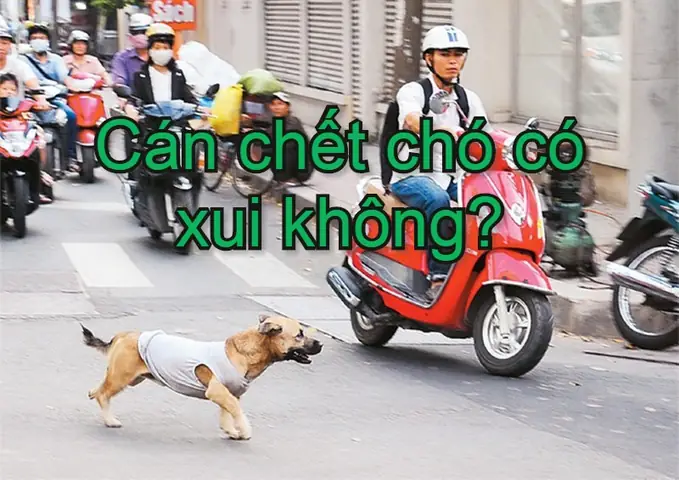 Đâm Phải Chó Có Điềm Gì Đâm Phải Chó Có Điềm Gì