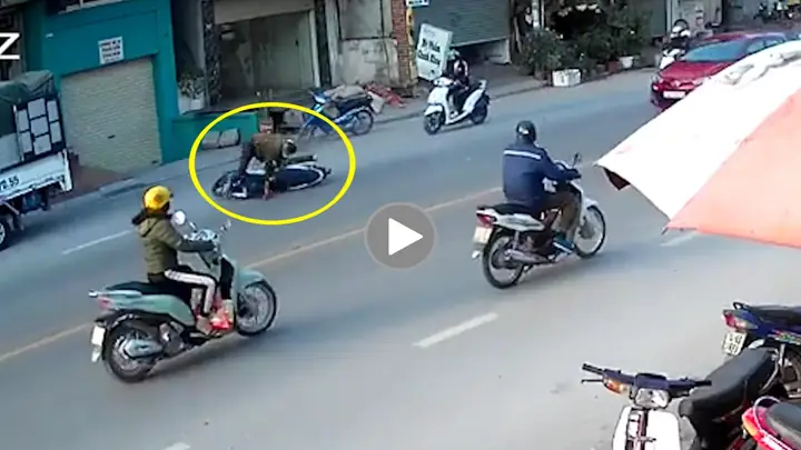 Đâm Phải Chó Có Điềm Gì Đâm Phải Chó Có Điềm Gì