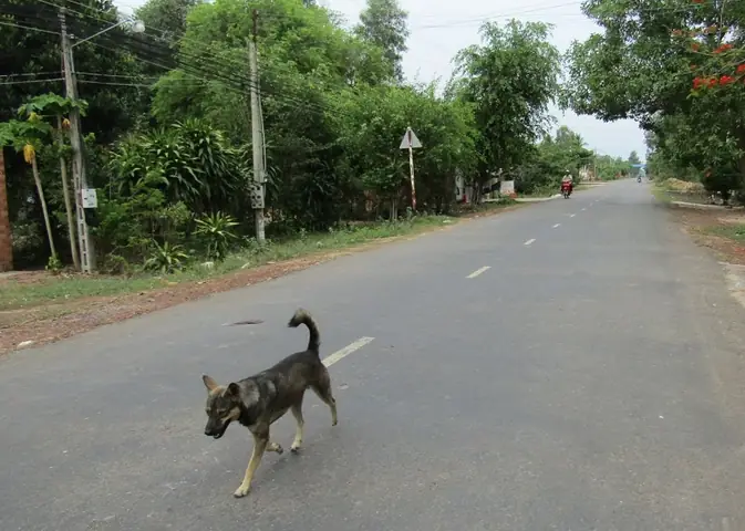 Đâm Phải Chó Có Điềm Gì Đâm Phải Chó Có Điềm Gì