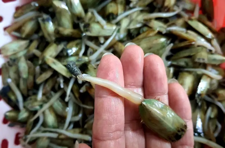 Giá Bể Là Gì? Giải Mã Đặc Sản "thử Thách Lòng Kiên Nhẫn" Của Hải Phòng Giá Bể Là Gì? Giải Mã Đặc Sản "thử Thách Lòng Kiên Nhẫn" Của Hải Phòng