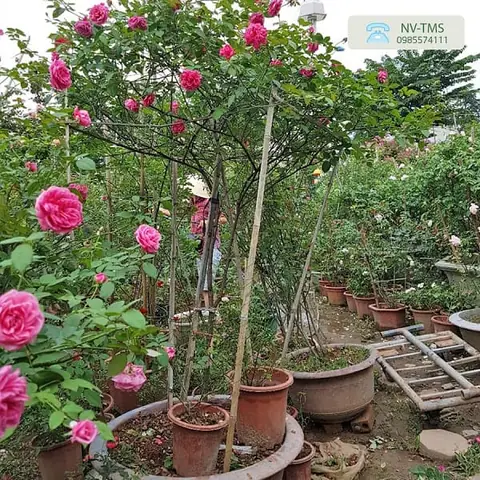 Giá Hồng Cổ Sapa Bao Nhiêu? Báo Giá Cây Giống, Cây Trưởng Thành Mới Nhất Giá Hồng Cổ Sapa Bao Nhiêu? Báo Giá Cây Giống, Cây Trưởng Thành Mới Nhất