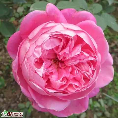 Giá Hồng Cổ Sapa Bao Nhiêu? Báo Giá Cây Giống, Cây Trưởng Thành Mới Nhất Giá Hồng Cổ Sapa Bao Nhiêu? Báo Giá Cây Giống, Cây Trưởng Thành Mới Nhất