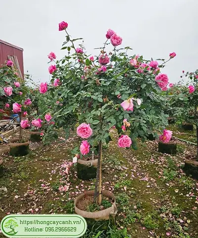 Giá Hồng Cổ Sapa Bao Nhiêu? Báo Giá Cây Giống, Cây Trưởng Thành Mới Nhất Giá Hồng Cổ Sapa Bao Nhiêu? Báo Giá Cây Giống, Cây Trưởng Thành Mới Nhất