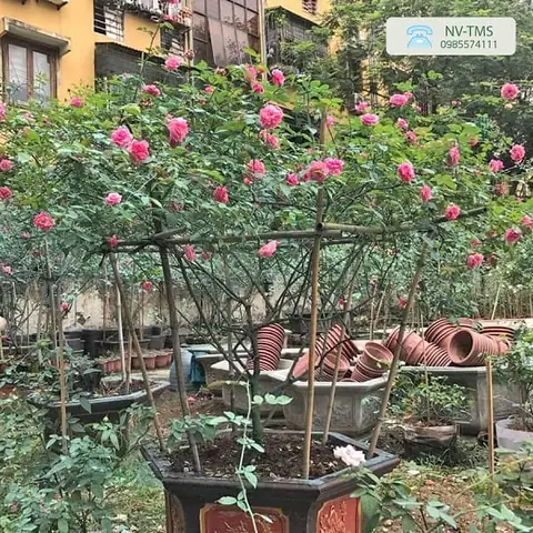 Giá Hồng Cổ Sapa Bao Nhiêu? Báo Giá Cây Giống, Cây Trưởng Thành Mới Nhất Giá Hồng Cổ Sapa Bao Nhiêu? Báo Giá Cây Giống, Cây Trưởng Thành Mới Nhất