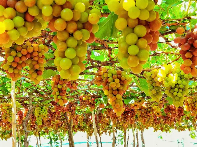 Giá Nho Ninh Thuận Tại Vườn: Mức Giá Hiện Tại, Yếu Tố Ảnh Hưởng Và Nơi Mua Uy Tín Giá Nho Ninh Thuận Tại Vườn: Mức Giá Hiện Tại, Yếu Tố Ảnh Hưởng Và Nơi Mua Uy Tín