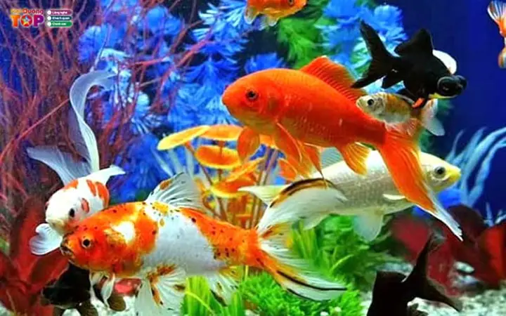 Top 7 Cửa Hàng Cá Cảnh Hải Dương Uy Tín: Địa Chỉ Và Bảng Giá Tham Khảo Top 7 Cửa Hàng Cá Cảnh Hải Dương Uy Tín: Địa Chỉ Và Bảng Giá Tham Khảo