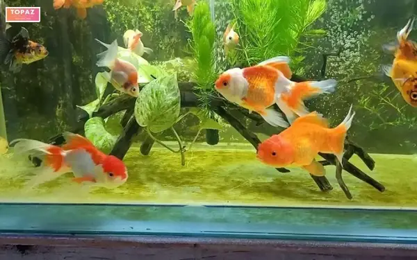 Top 7 Cửa Hàng Cá Cảnh Hải Dương Uy Tín: Địa Chỉ Và Bảng Giá Tham Khảo Top 7 Cửa Hàng Cá Cảnh Hải Dương Uy Tín: Địa Chỉ Và Bảng Giá Tham Khảo