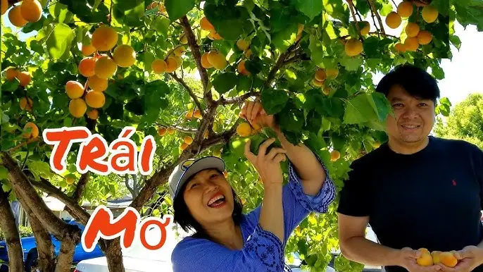 Giải Mã Giấc Mơ Ăn Quả Nhan Giải Mã Giấc Mơ Ăn Quả Nhan