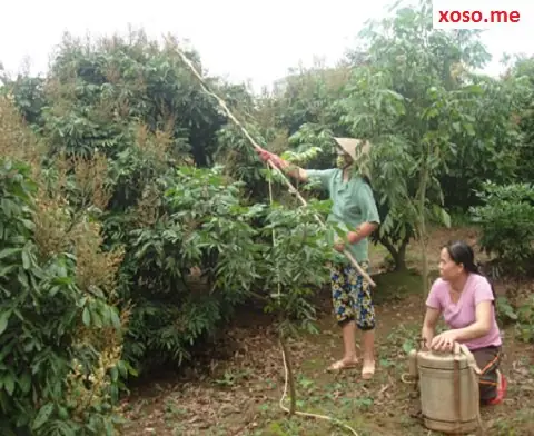 Giải Mã Giấc Mơ Ăn Quả Nhan Giải Mã Giấc Mơ Ăn Quả Nhan