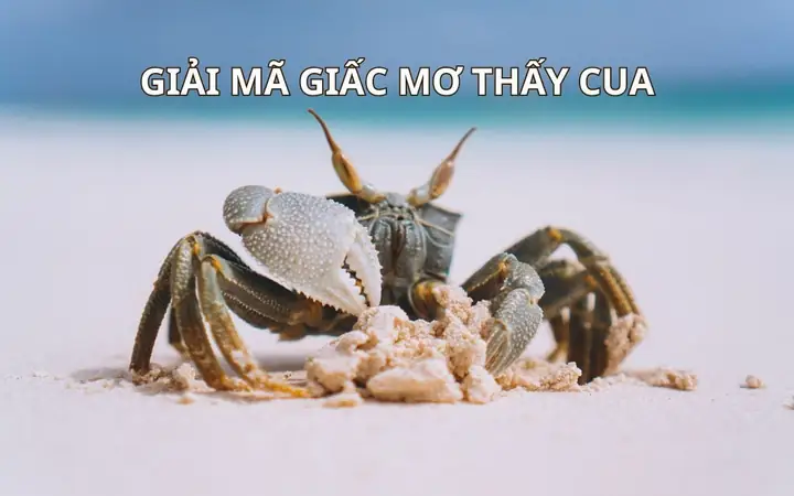 Giải Mã Giấc Mơ Bắt Được Cua Giải Mã Giấc Mơ Bắt Được Cua