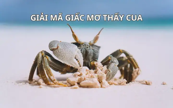 Giải Mã Giấc Mơ Bắt Được Cua Giải Mã Giấc Mơ Bắt Được Cua
