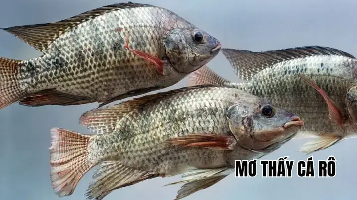 Giải Mã Giấc Mơ Bắt Được Nhiều Cá Rô Giải Mã Giấc Mơ Bắt Được Nhiều Cá Rô