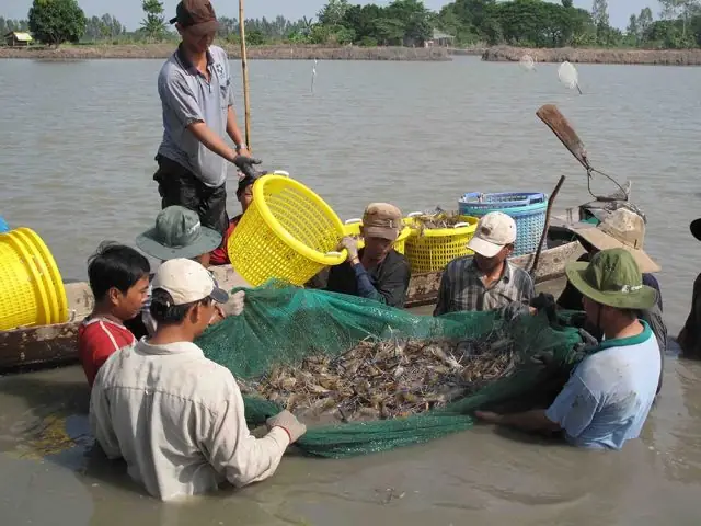 Giải Mã Giấc Mơ Bắt Được Nhiều Tôm Giải Mã Giấc Mơ Bắt Được Nhiều Tôm