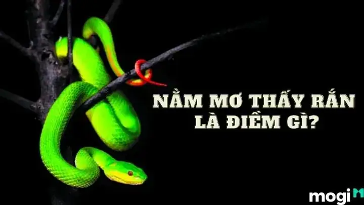 Giải Mã Giấc Mơ Bắt Được Nhiều Tôm Giải Mã Giấc Mơ Bắt Được Nhiều Tôm