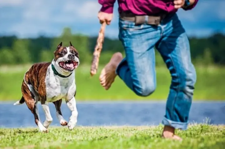Giải Mã Giấc Mơ Bị Chó Cắn Giải Mã Giấc Mơ Bị Chó Cắn