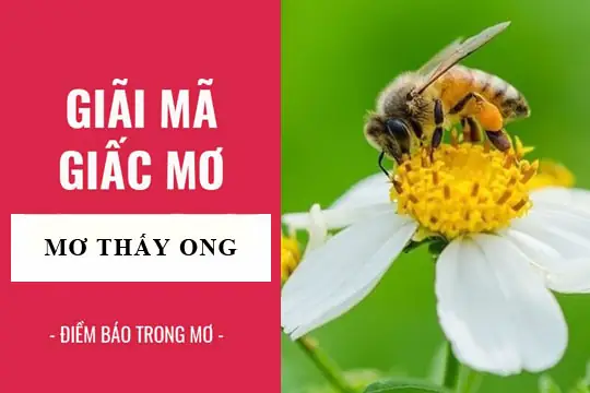 Giải Mã Giấc Mơ Bị Ong Đuổi Giải Mã Giấc Mơ Bị Ong Đuổi