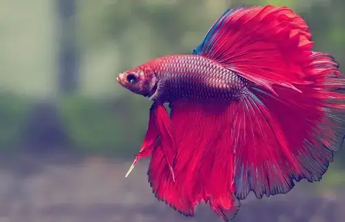 Giải Mã Giấc Mơ Đi Câu Cá: Ý Nghĩa, Điềm Báo Và Lời Khuyên Thực Tế Giải Mã Giấc Mơ Đi Câu Cá: Ý Nghĩa, Điềm Báo Và Lời Khuyên Thực Tế