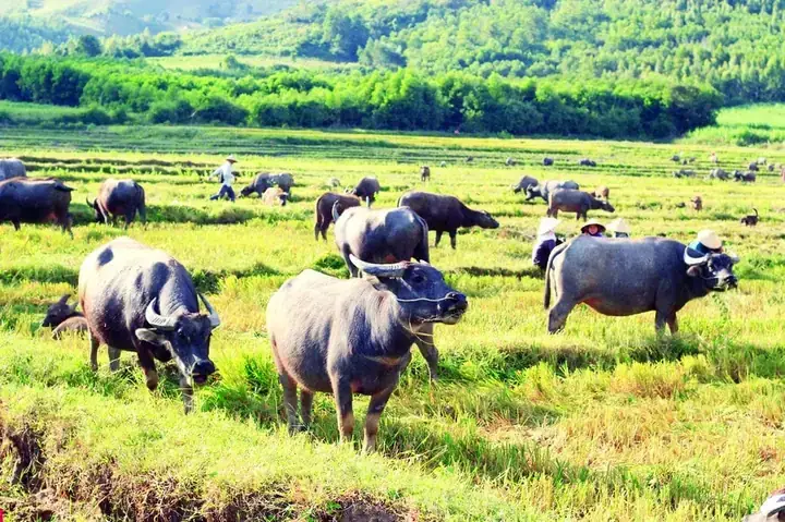 Giải Mã Giấc Mơ Găp Trâu Chạy Giải Mã Giấc Mơ Găp Trâu Chạy