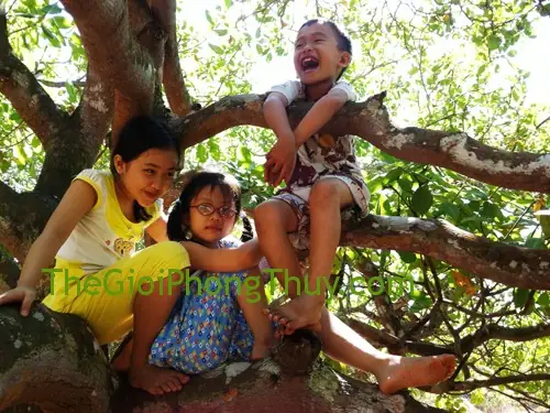 Giải Mã Giấc Mơ Leo Lên Ngọn Cây: Điềm Báo Gì, Tốt Hay Xấu? Giải Mã Giấc Mơ Leo Lên Ngọn Cây: Điềm Báo Gì, Tốt Hay Xấu?