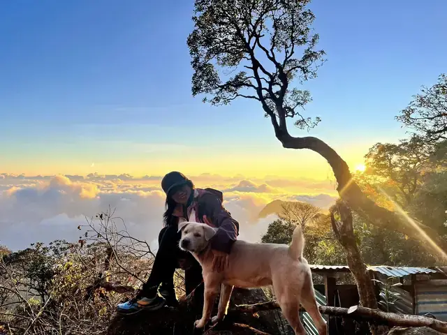 Giải Mã Giấc Mơ Leo Lên Ngọn Cây: Điềm Báo Gì, Tốt Hay Xấu? Giải Mã Giấc Mơ Leo Lên Ngọn Cây: Điềm Báo Gì, Tốt Hay Xấu?