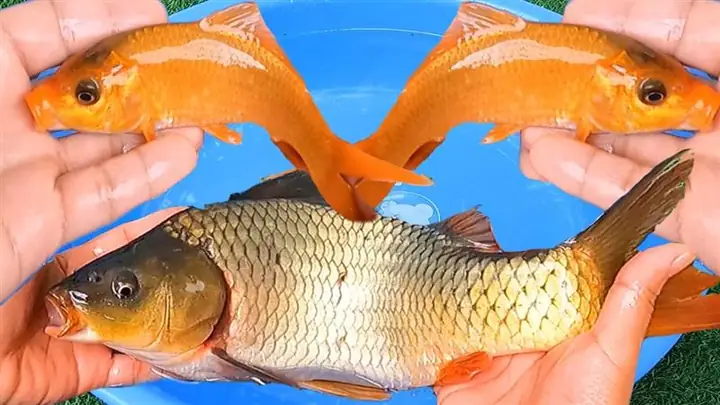 Giải Mã Giấc Mơ Lô Đề Thấy Cá