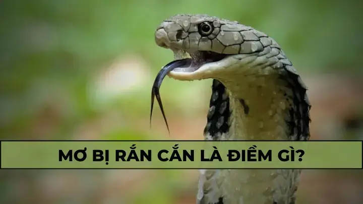Giải Mã Giấc Mơ Rắn Hổ Mang Cắn Giải Mã Giấc Mơ Rắn Hổ Mang Cắn