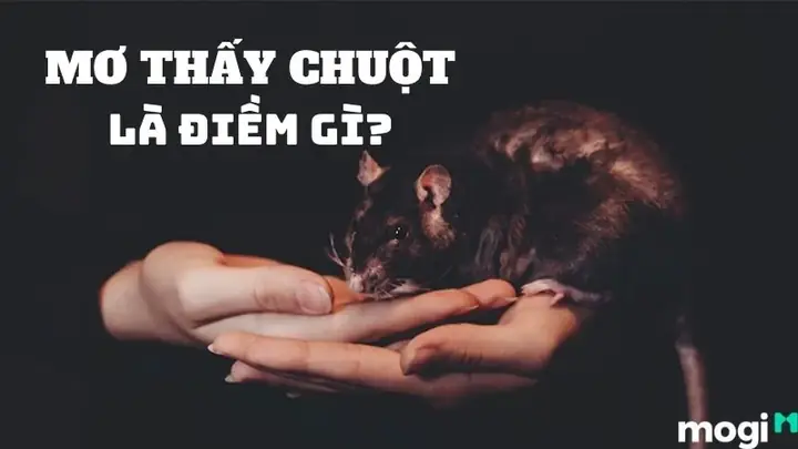 Giải Mã Giấc Mơ Bắt Chuột: Ý Nghĩa, Thông Điệp Và Cách Hiểu Cho Người Mơ Giải Mã Giấc Mơ Bắt Chuột: Ý Nghĩa, Thông Điệp Và Cách Hiểu Cho Người Mơ