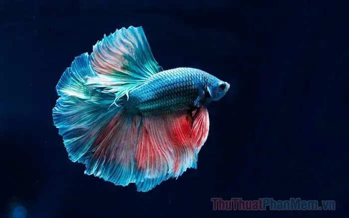 Giải Mã Giấc Mơ Thấy Cá Chết: Ý Nghĩa, Điềm Báo Và Cách Giải Thích Chi Tiết Giải Mã Giấc Mơ Thấy Cá Chết: Ý Nghĩa, Điềm Báo Và Cách Giải Thích Chi Tiết