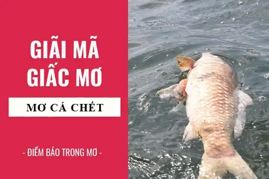 Giải Mã Giấc Mơ Thấy Cá Chết: Ý Nghĩa, Điềm Báo Và Cách Giải Thích Chi Tiết Giải Mã Giấc Mơ Thấy Cá Chết: Ý Nghĩa, Điềm Báo Và Cách Giải Thích Chi Tiết