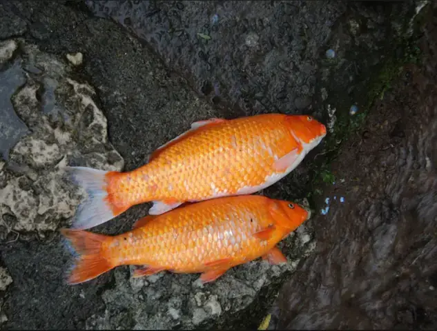 Giải Mã Giấc Mơ Thấy Cá Chết