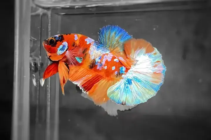 Giải Mã Giấc Mơ Thấy Cá Chết: Ý Nghĩa, Điềm Báo Và Cách Giải Thích Chi Tiết Giải Mã Giấc Mơ Thấy Cá Chết: Ý Nghĩa, Điềm Báo Và Cách Giải Thích Chi Tiết