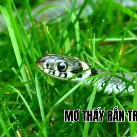 Giải Mã Giấc Mơ Thấy Chài Cá: Ý Nghĩa, Điềm Báo Và Con Số May Mắn Giải Mã Giấc Mơ Thấy Chài Cá: Ý Nghĩa, Điềm Báo Và Con Số May Mắn