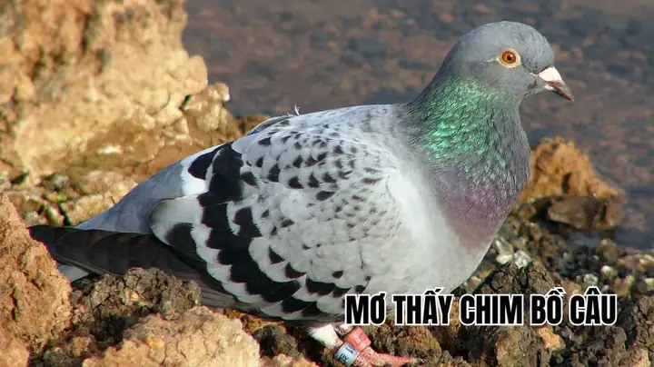 Giải Mã Giấc Mơ Thấy Chim Công Trắng Giải Mã Giấc Mơ Thấy Chim Công Trắng